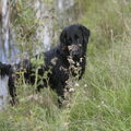 Flat Coated Retriever