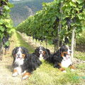 Berner Sennenhond
