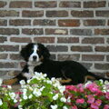 Berner Sennenhond