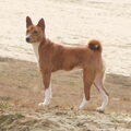 Basenji