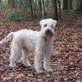 Irish Softcoated Wheaten Terriër