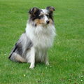 Sheltie