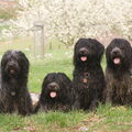 Schapendoes
