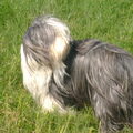 Bearded Collie
