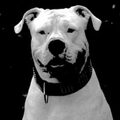 Amerikaanse Bulldog