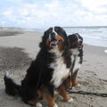 Berner Sennenhond