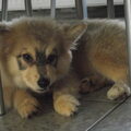 Finse Lappenhond