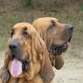 Bloedhond