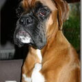 Boxer