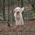 Lagotto Romagnolo