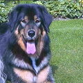 Tibetaanse Mastiff