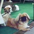 Pekingees