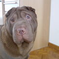 Shar Pei