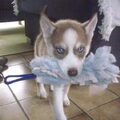 Puppie Lex helpt met afstoffen!