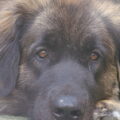 Leonberger