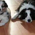 Australian Shepherd