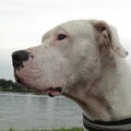 Dogo Argentino