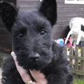 Schotse Terrier