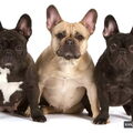 Franse Bulldog