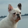 Franse Bulldog