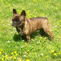 Franse Bulldog