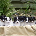 Sheltie