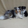 Sheltie