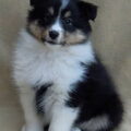Sheltie