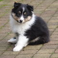 Sheltie