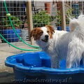 Kooikerhondje