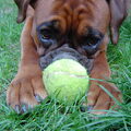 Boxer