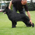 Duitse Herder