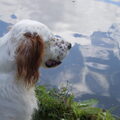 Engelse Setter