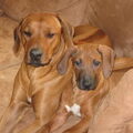 Rhodesian Ridgeback