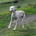 Galgo Español