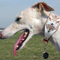 Galgo Español