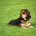 Duitse Herder