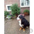 Berner Sennenhond