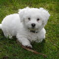 Maltezer