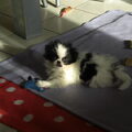 Japanse Spaniel