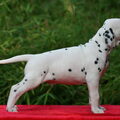 Dalmatische hond