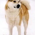 Laika, West Siberische