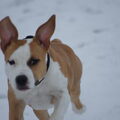 American Staffordshire Terrier