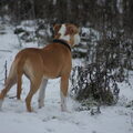 American Staffordshire Terrier