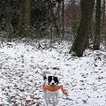 Engelse Springer Spaniel