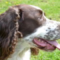 Engelse Springer Spaniel