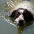 Engelse Springer Spaniel