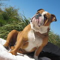 Engelse Bulldog