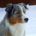 Australian Shepherd