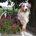 Australian Shepherd
